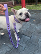 Collar de paseo para Mascotas