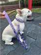 Collar de paseo para Mascotas